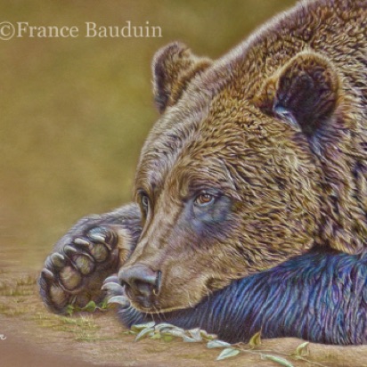 Rainbow Bear
Brown Pastelmat Board
13" x 19"
Ref: My own photo